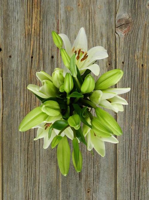 BACH WHITE LA HYBRID LILIES